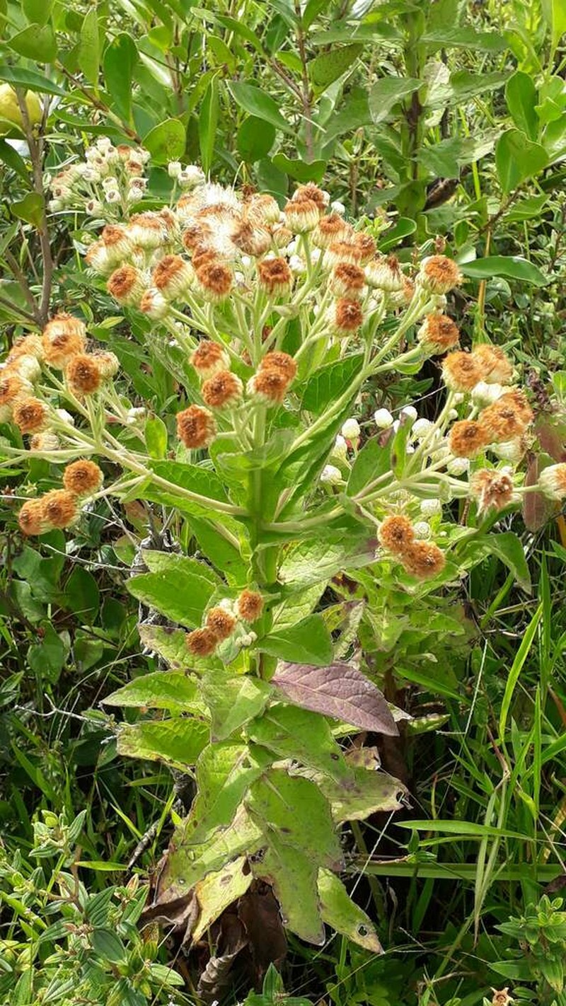 Pluchea laxiflora photo 3