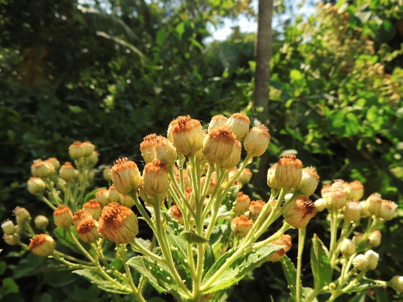 Pluchea laxiflora photo 4