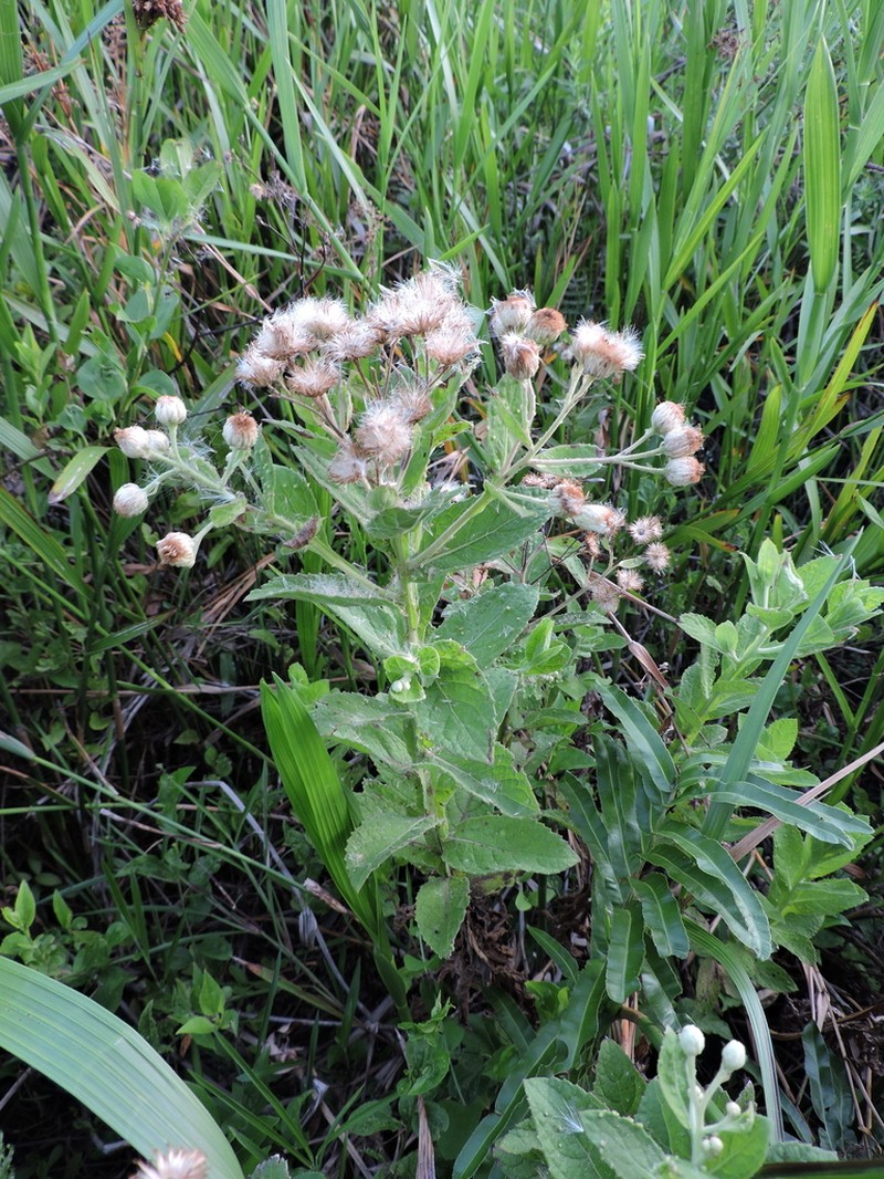 Pluchea laxiflora photo 5