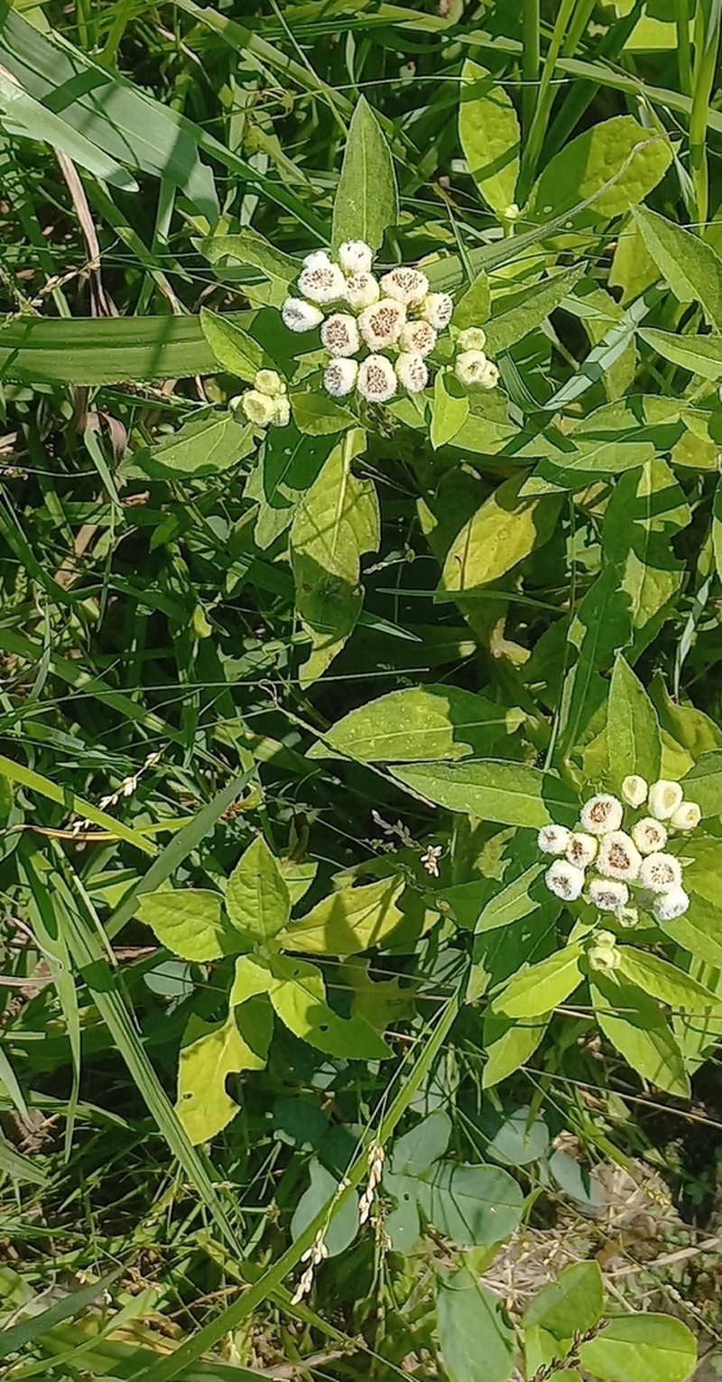 Pluchea laxiflora photo 6