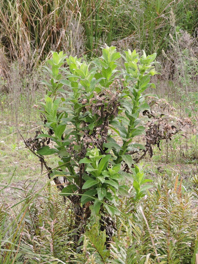 Pluchea laxiflora photo 7