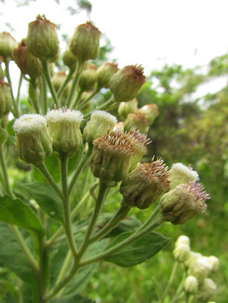 Pluchea laxiflora photo 8