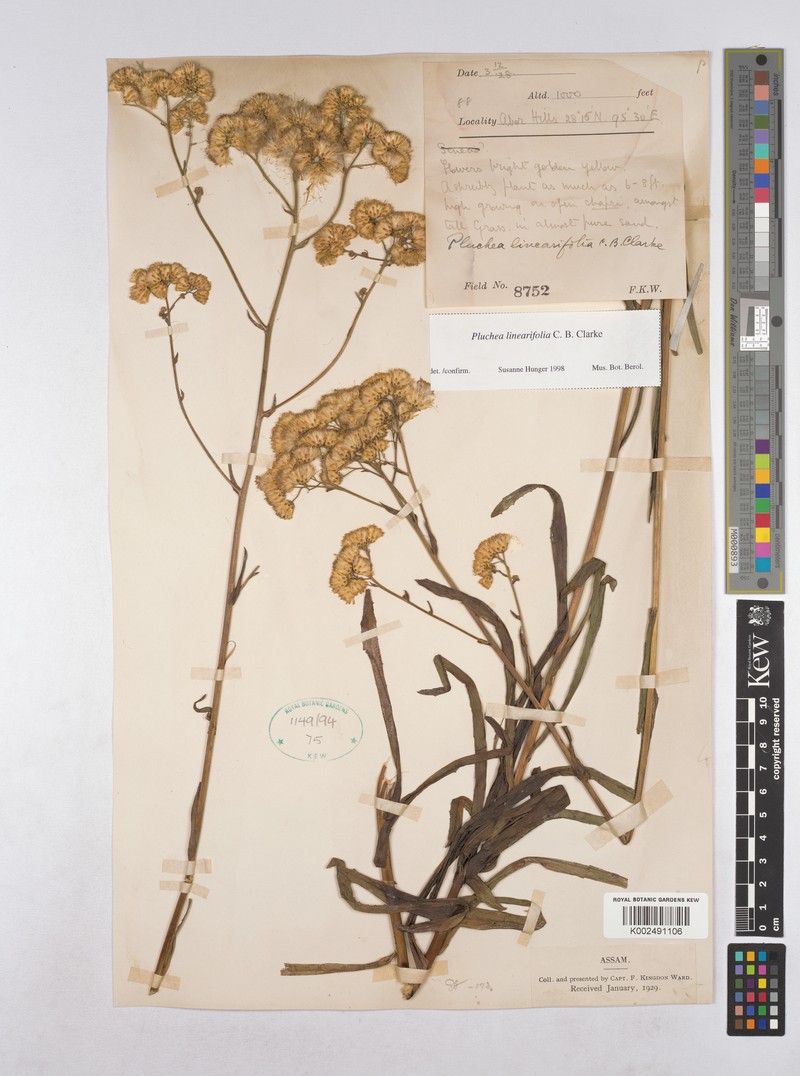 Pluchea linearifolia