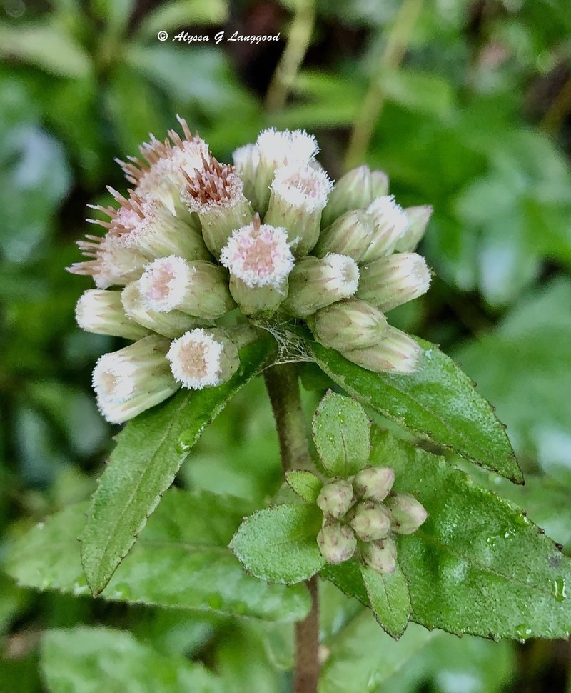 Longleaf Camphorweed