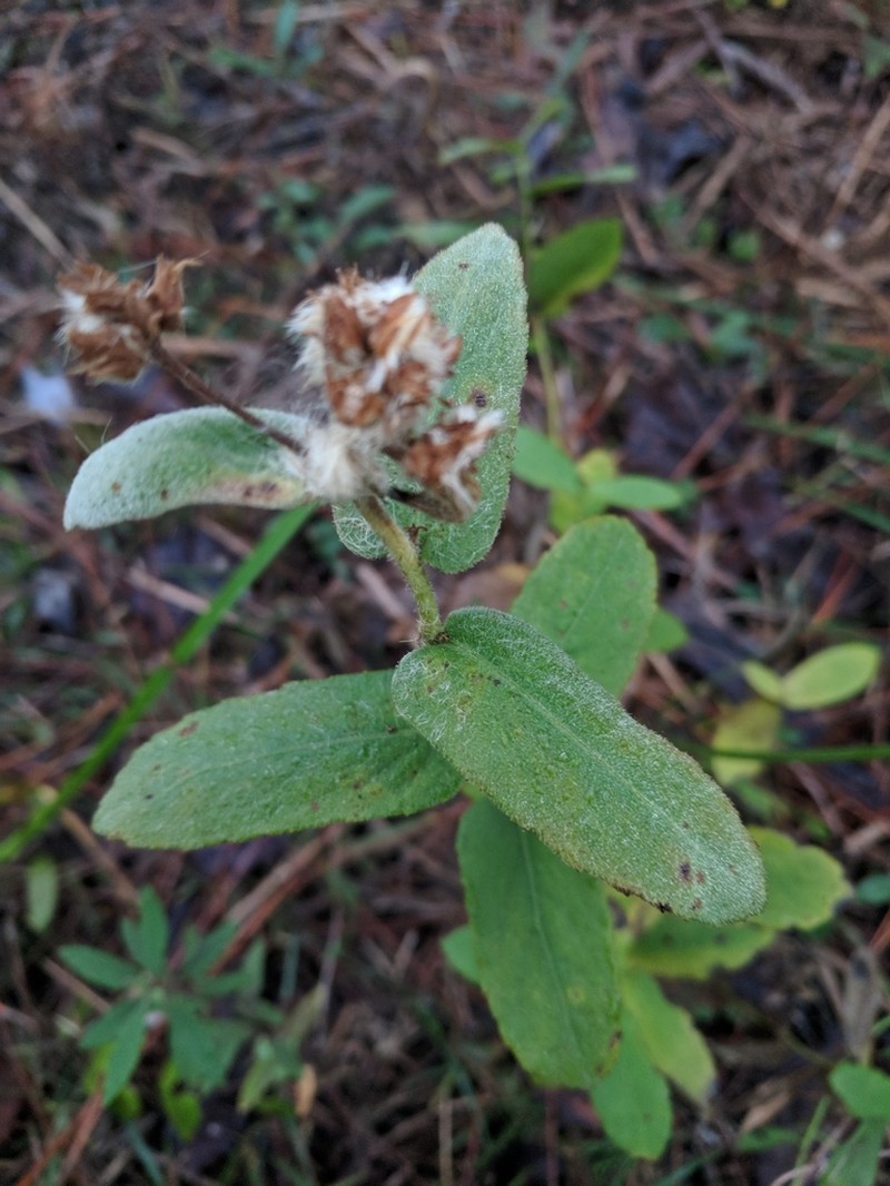 Longleaf Camphorweed photo 2