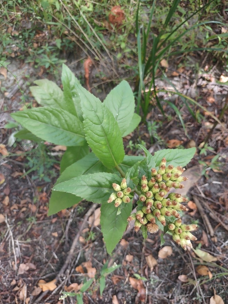 Longleaf Camphorweed photo 4