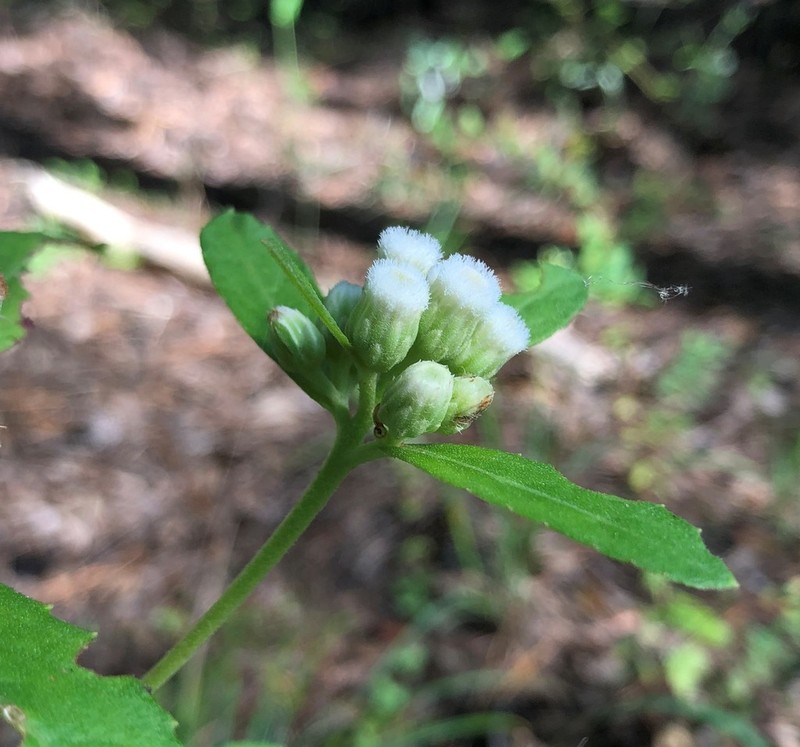 Longleaf Camphorweed photo 5