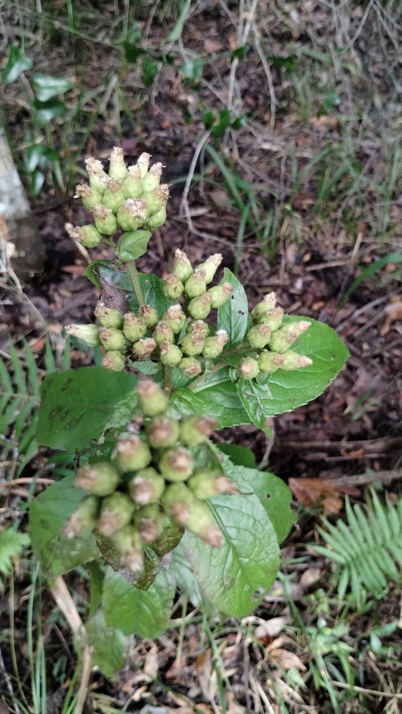Longleaf Camphorweed photo 8