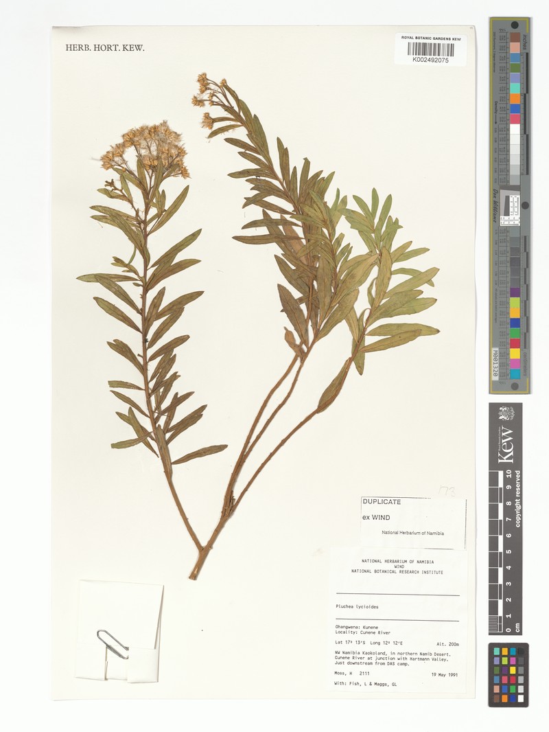 Pluchea lycioides
