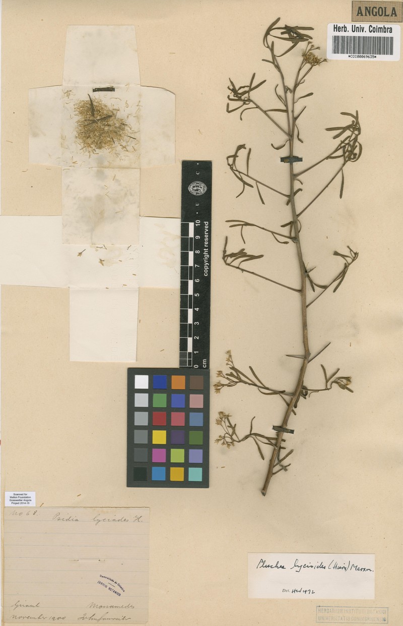 Pluchea lycioides photo 2