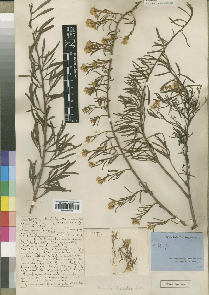 Pluchea lycioides photo 3