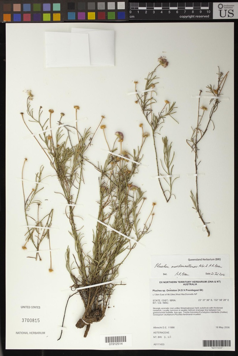 Pluchea macdonnellensis