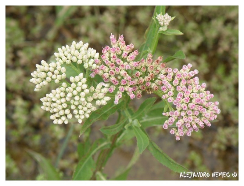 Pluchea microcephala