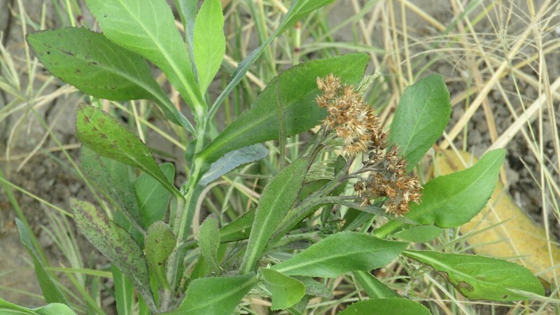Pluchea microcephala photo 8