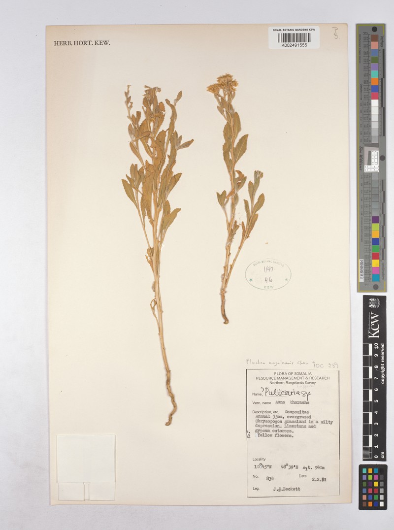 Pluchea nogalensis