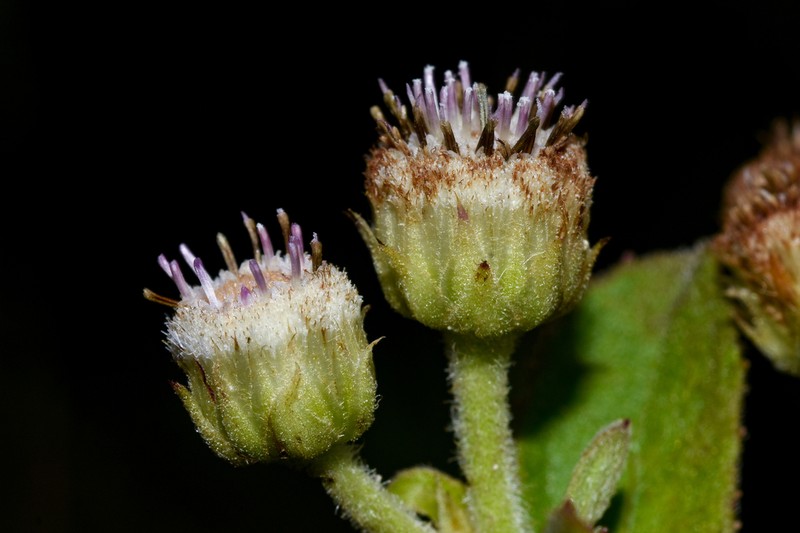 Pluchea oblongifolia