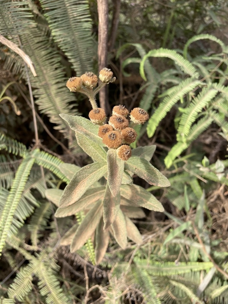 Pluchea oblongifolia photo 2
