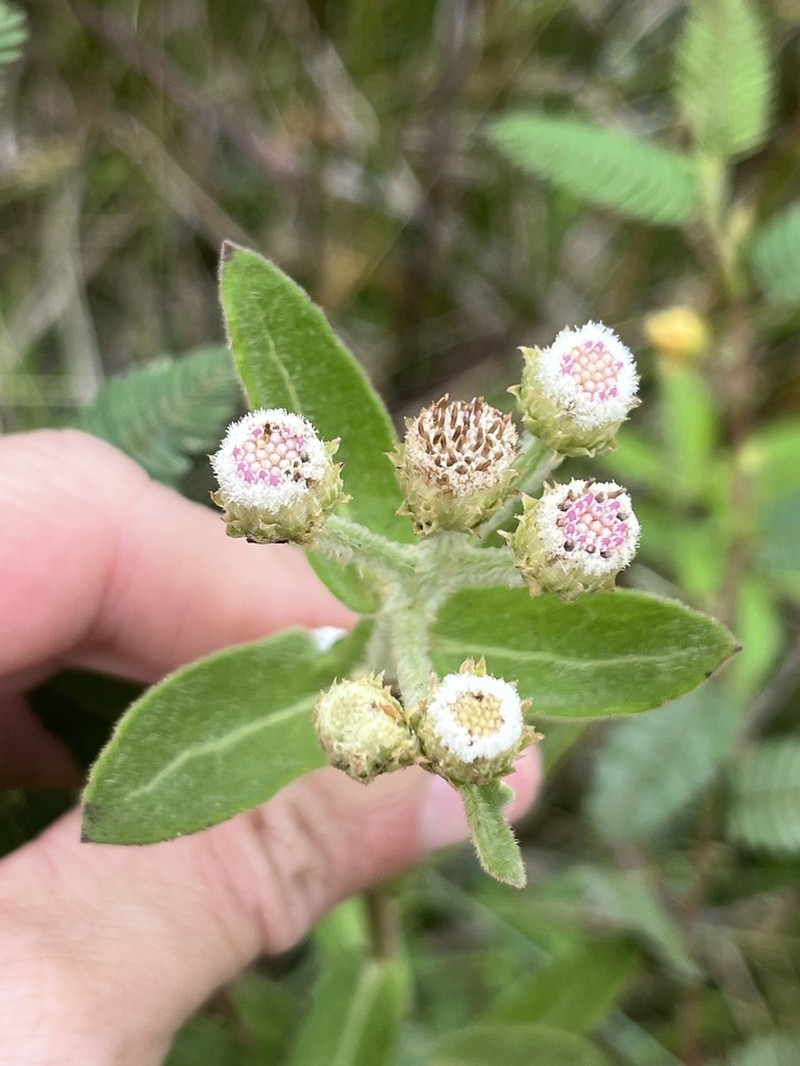 Pluchea oblongifolia photo 3