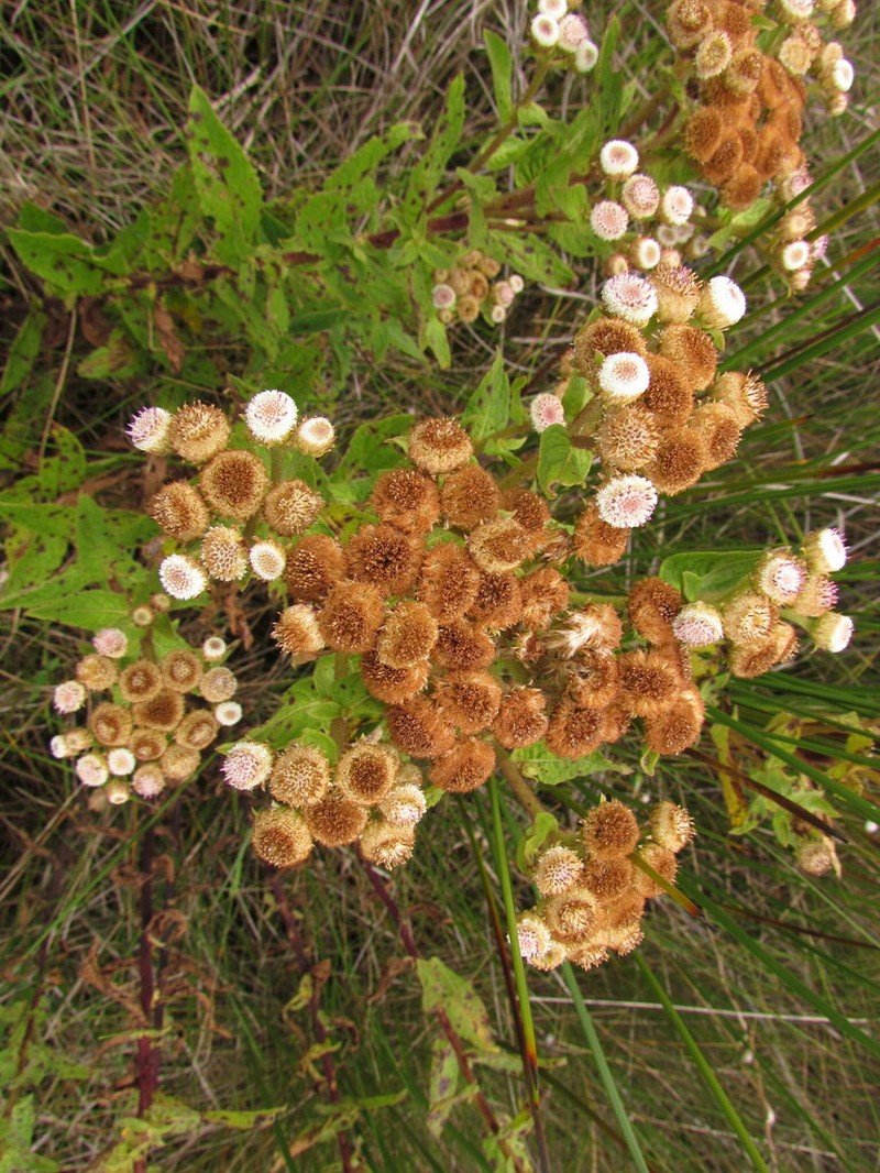 Pluchea oblongifolia photo 5