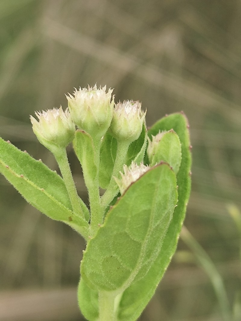 Pluchea oblongifolia photo 6