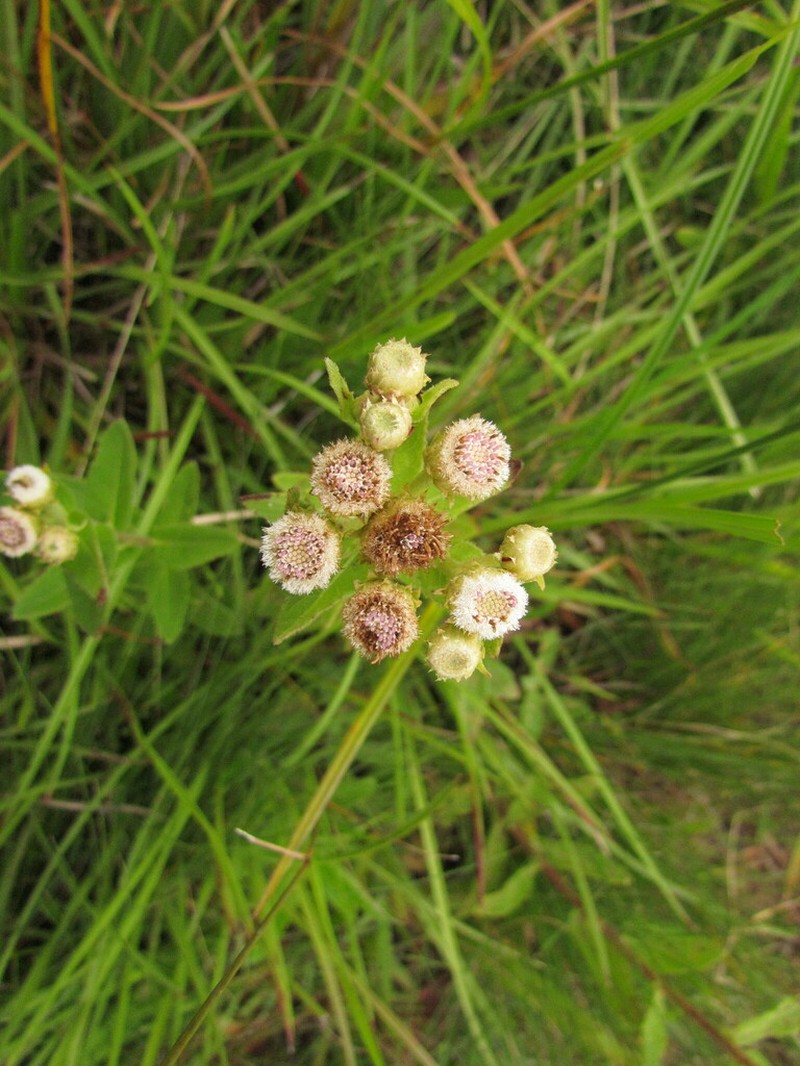 Pluchea oblongifolia photo 7