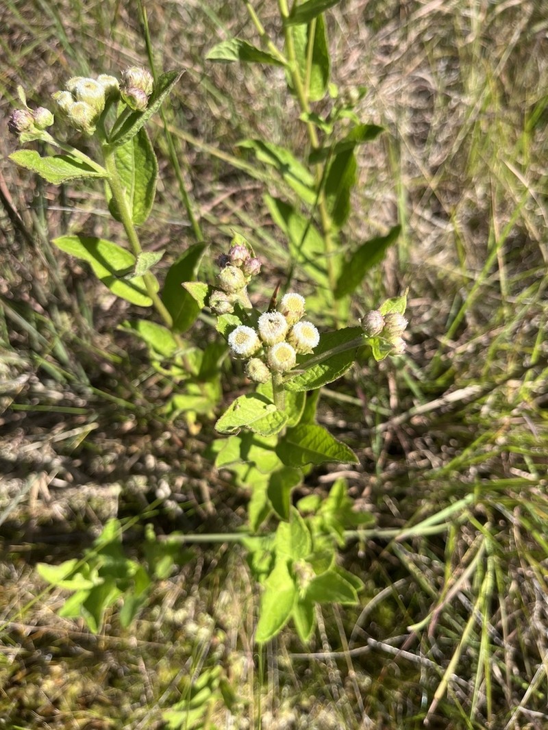 Pluchea oblongifolia photo 8