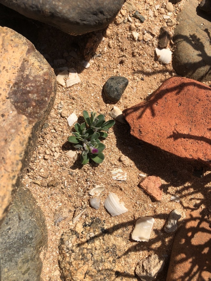 Pluchea obovata photo 2