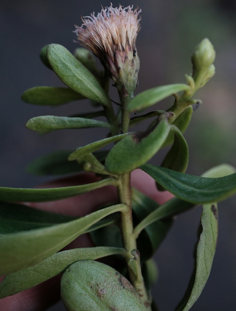 Pluchea obovata photo 4