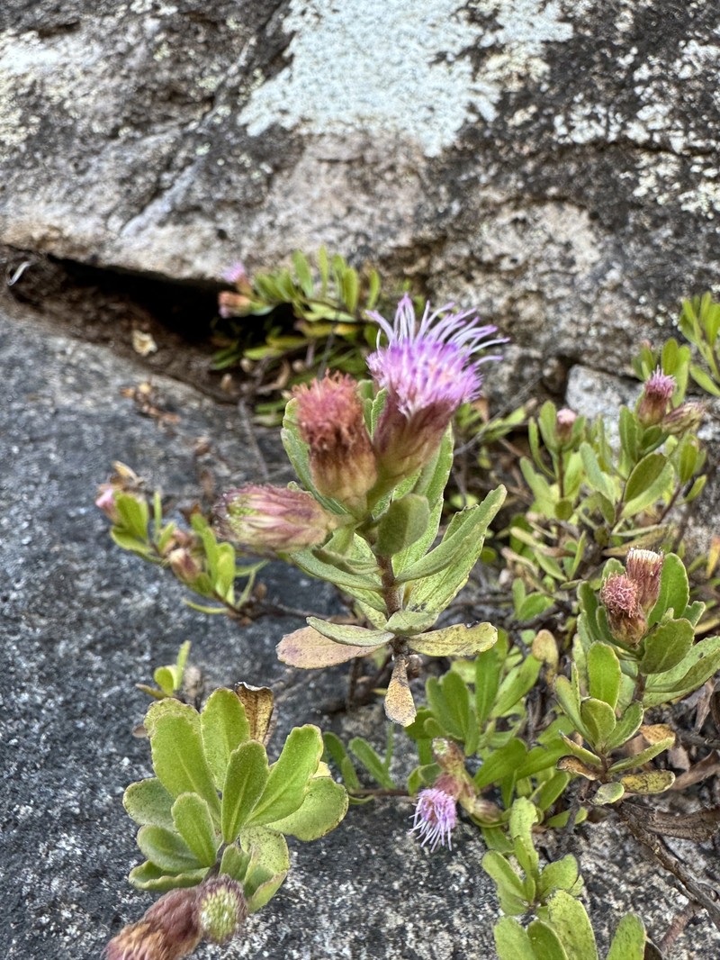 Pluchea obovata photo 6