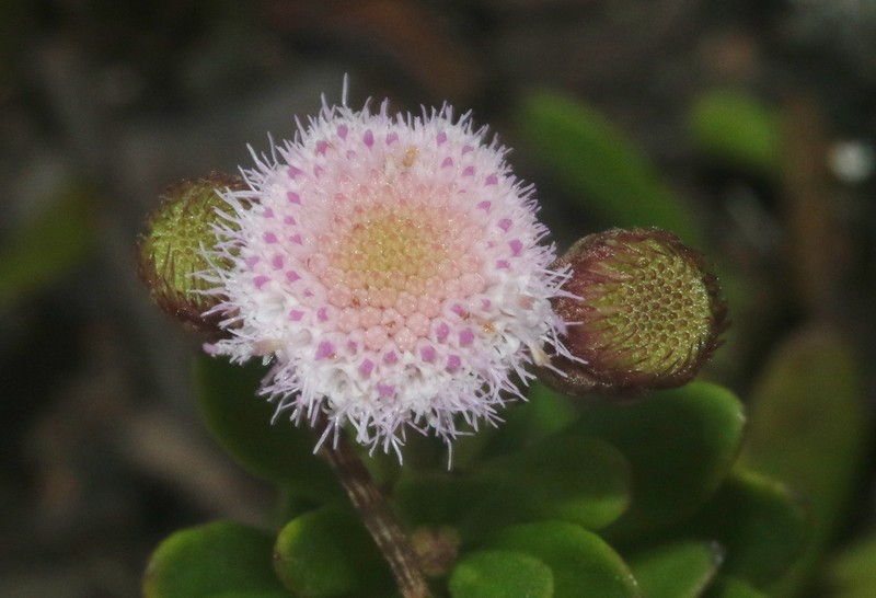 Pluchea obovata photo 7