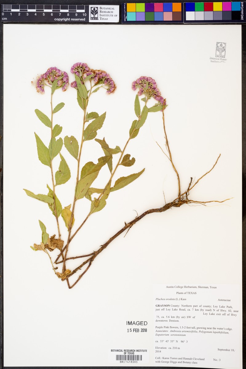Pluchea obovata photo 8