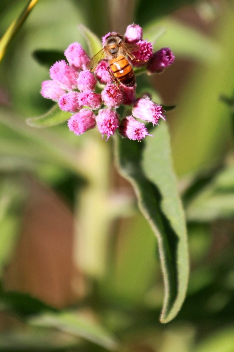 Sweetscent photo 2
