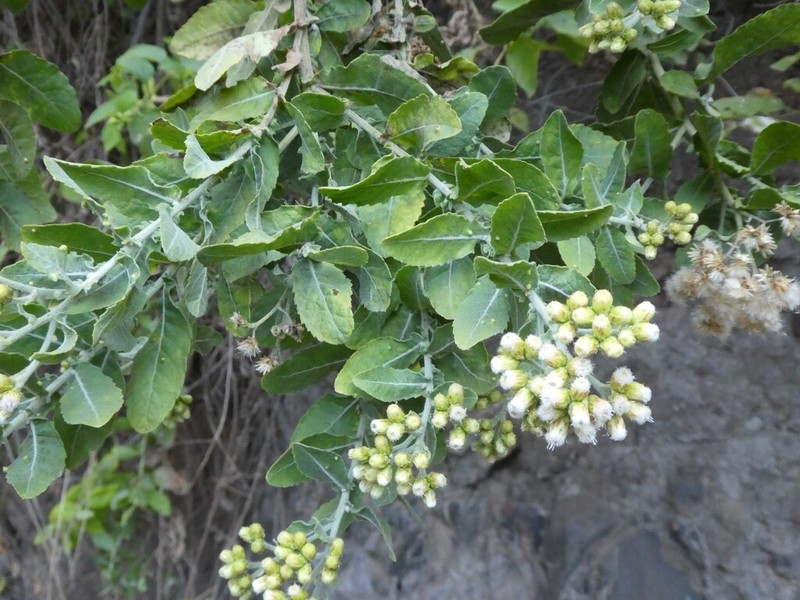 Pluchea ovalis