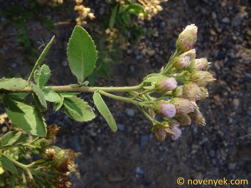 Pluchea ovalis photo 5