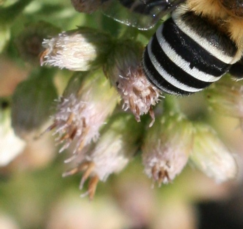 Pluchea ovalis photo 6