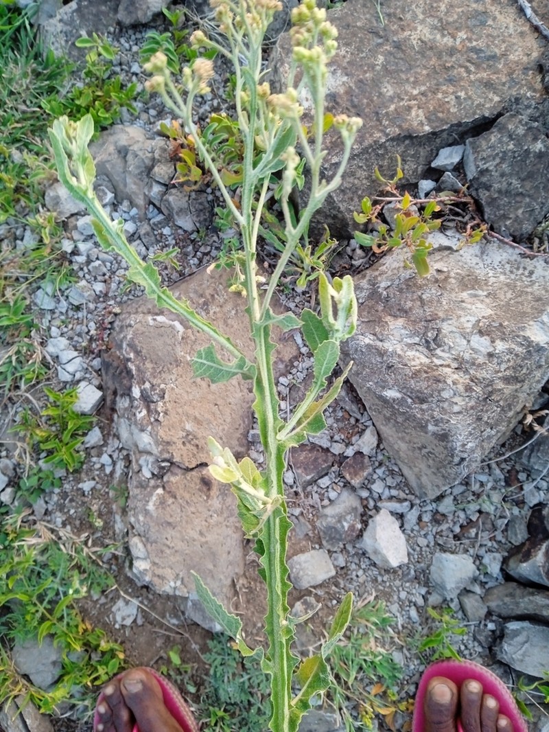 Pluchea ovalis photo 8