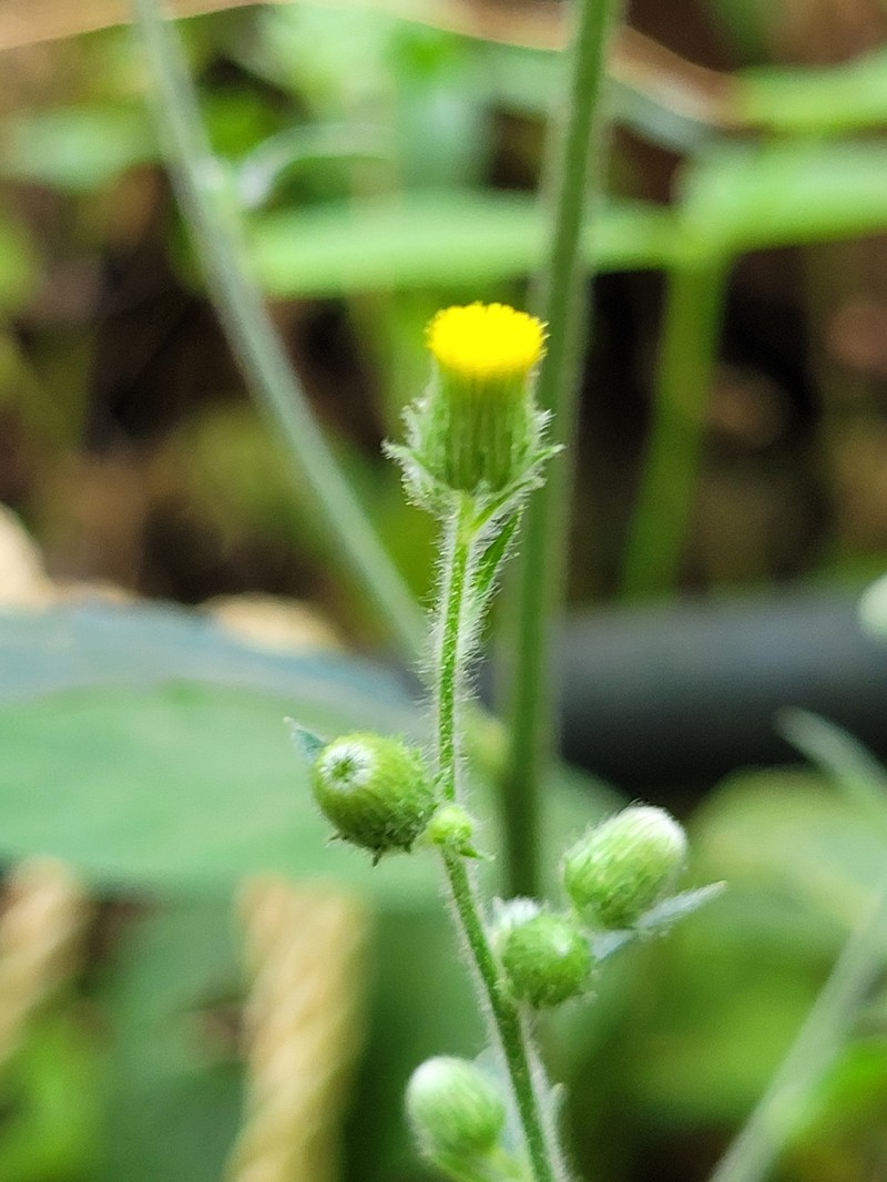Pluchea paniculata photo 2