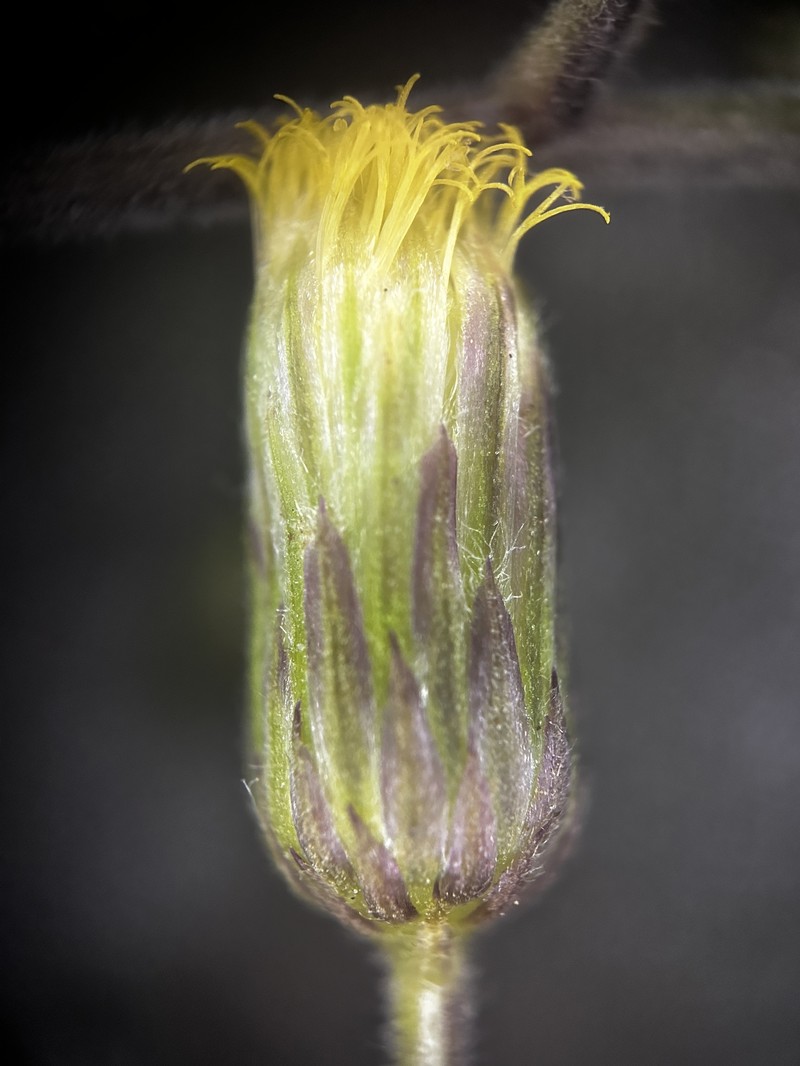 Pluchea paniculata photo 3