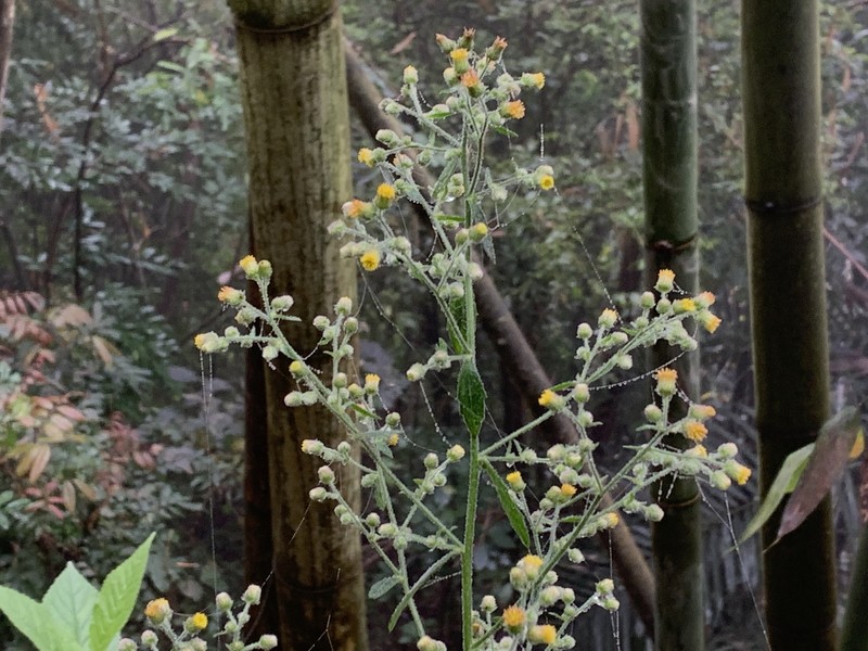 Pluchea paniculata photo 4