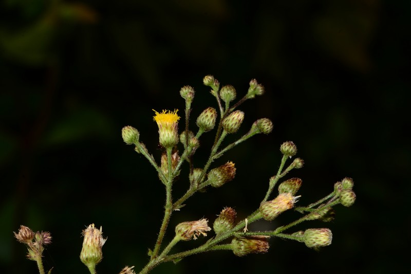 Pluchea paniculata photo 5