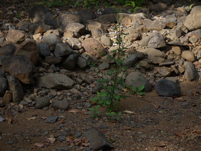 Pluchea paniculata