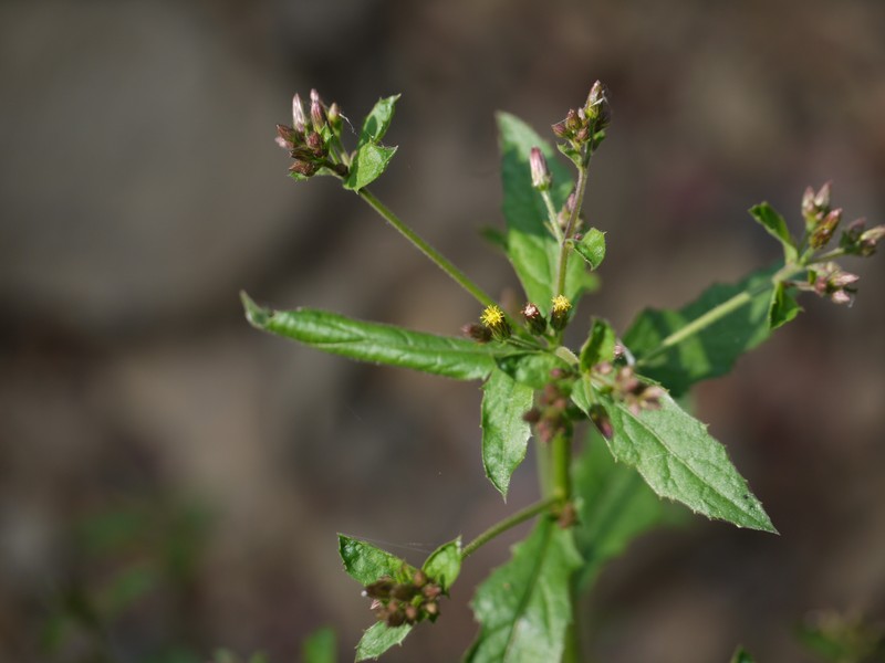 Pluchea paniculata photo 6