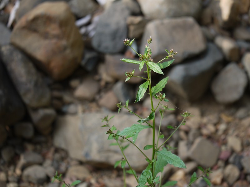 Pluchea paniculata photo 7