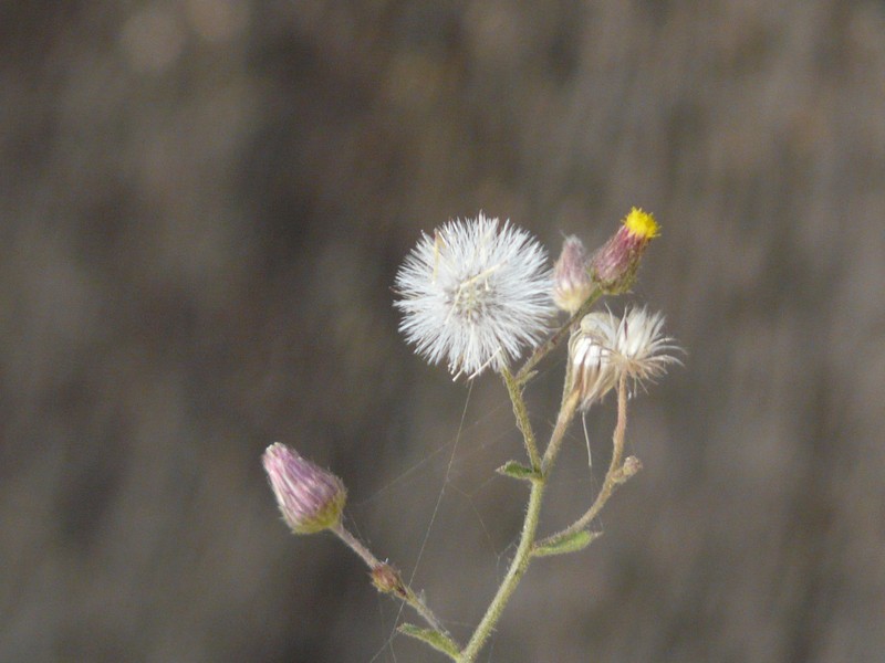 Pluchea paniculata photo 8