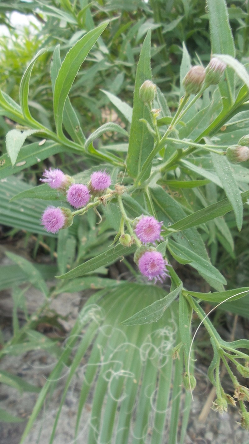 Pluchea parvifolia