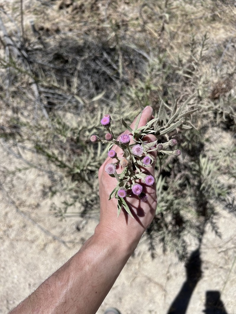 Pluchea parvifolia photo 2