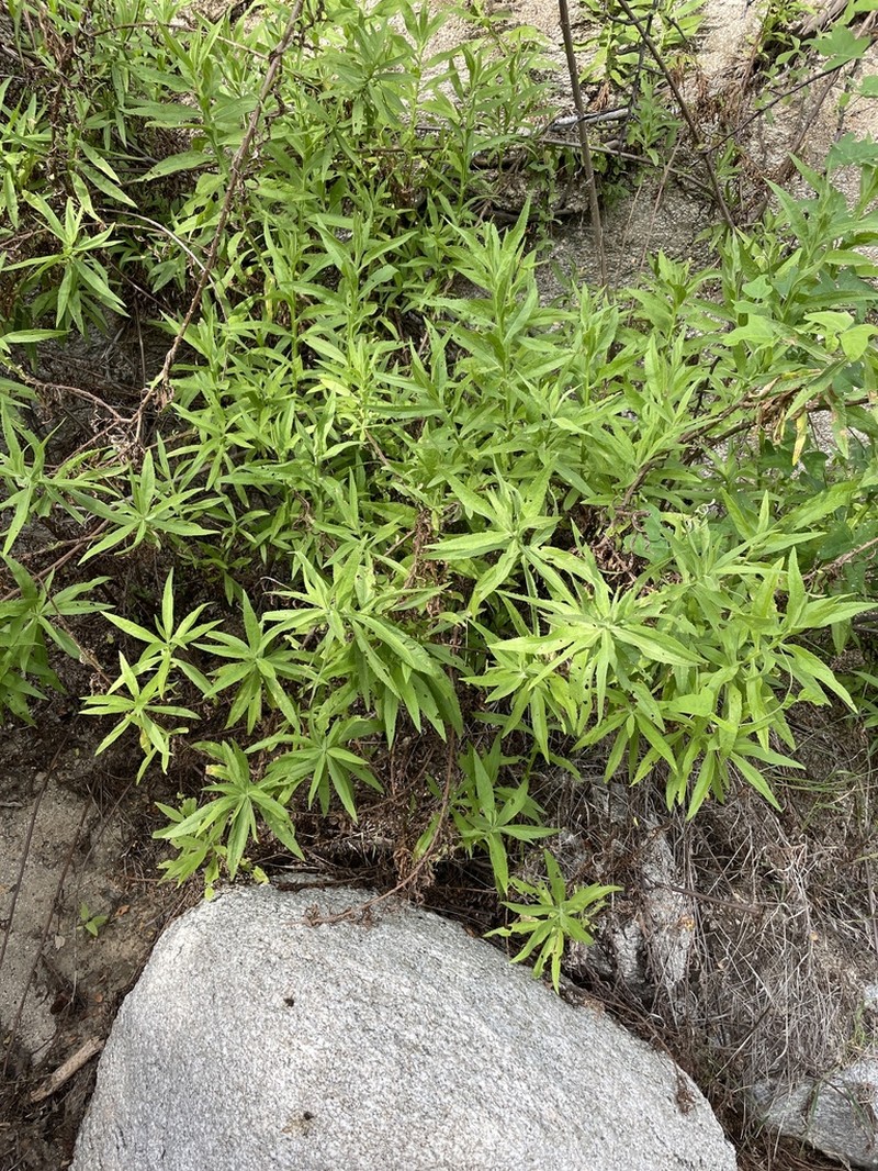 Pluchea parvifolia photo 3