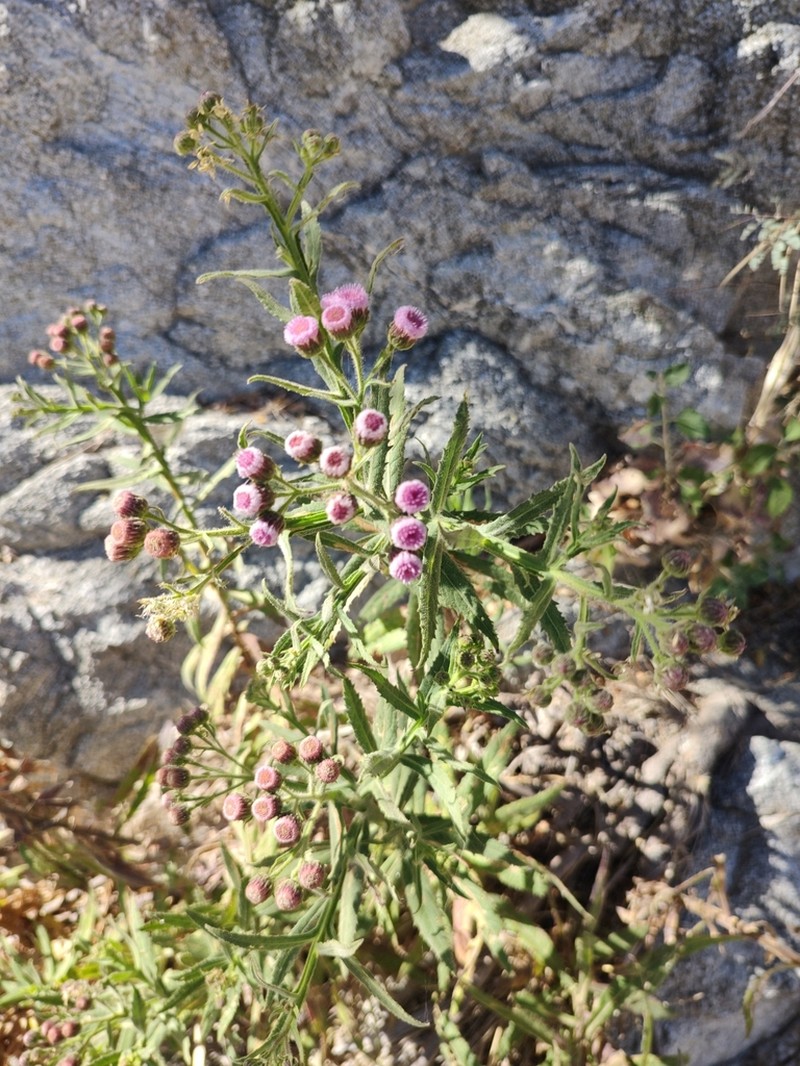 Pluchea parvifolia photo 4