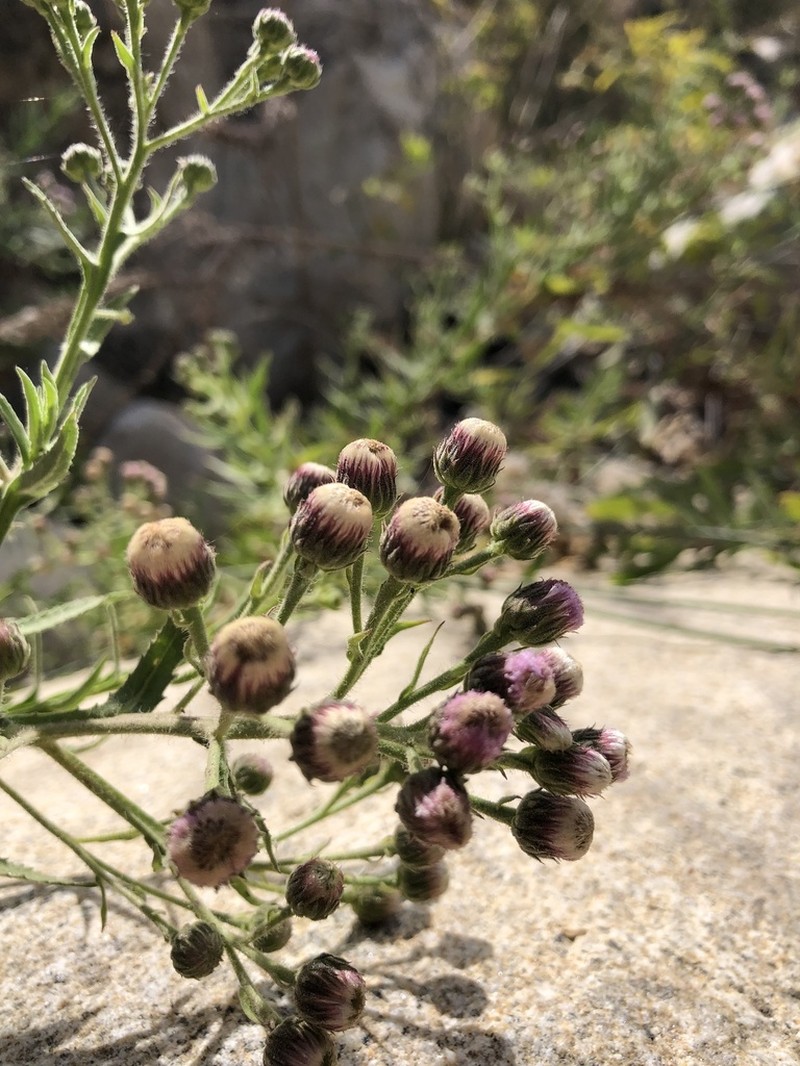 Pluchea parvifolia photo 7