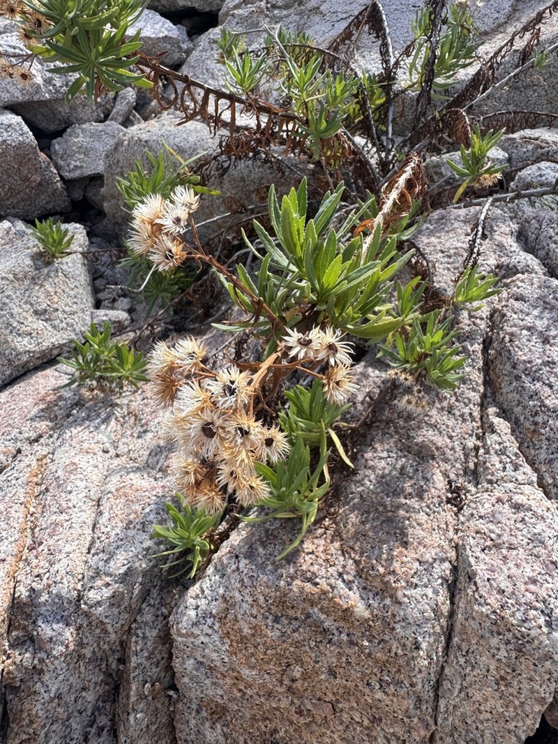 Pluchea parvifolia photo 8